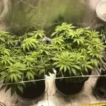 Oasis Genetics Auto PK