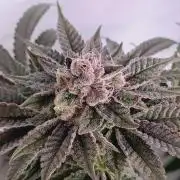 Blueberry Cane