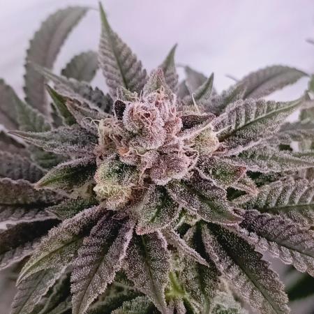 Blueberry Cane