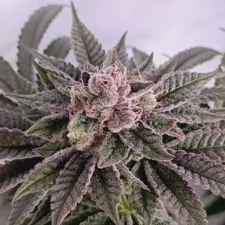 Blueberry Cane