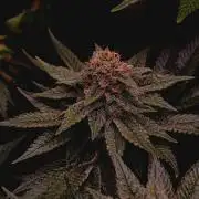 Super Boof 🍒🍪GC