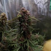 Jack Frost Widow Auto  Monkey Genetics🐒