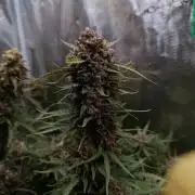 Jack Frost Widow Auto  Monkey Genetics🐒