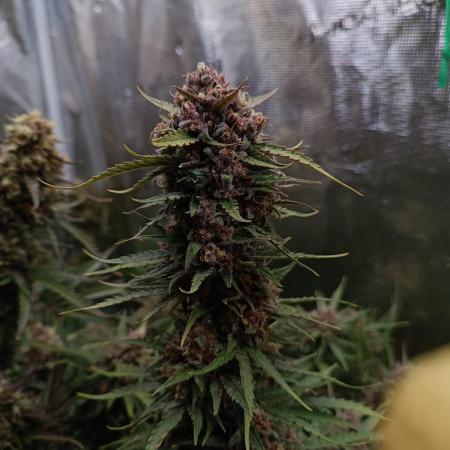 Jack Frost Widow Auto  Monkey Genetics🐒