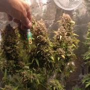 Blackberry Gas Auto🐒Gen. ATAMI Contest