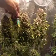Blackberry Gas Auto🐒Gen. ATAMI Contest