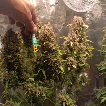 Blackberry Gas Auto🐒Gen. ATAMI Contest