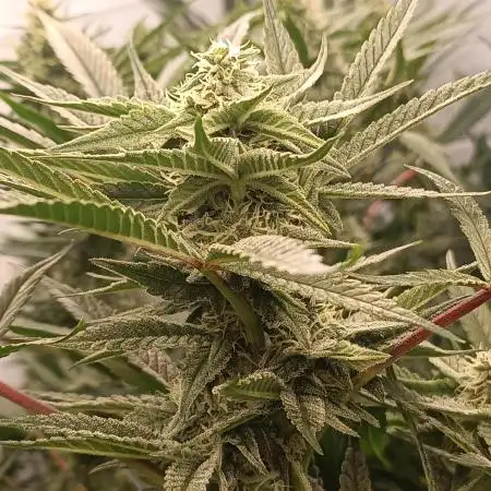 Godzilla Glue🦍