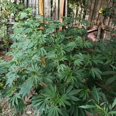 Moon Walker Kush🌚Greenhouse