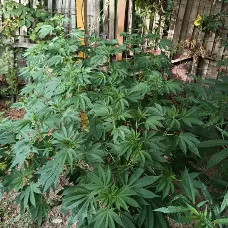 Moon Walker Kush🌚Greenhouse