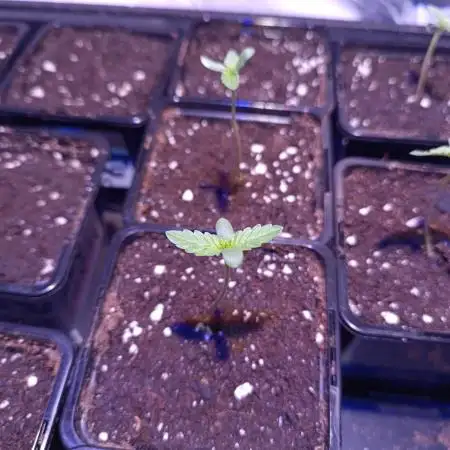 Blue Zushi🍣⛩️