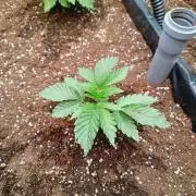 King Kush Breath V2 👑