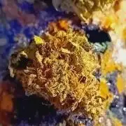 Sticky Wasabi Triploid F1🥢