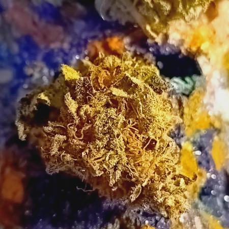 Sticky Wasabi Triploid F1🥢