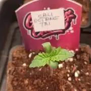 Cali Octane Triploid ⛽