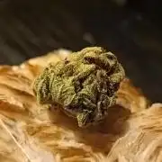 Moon Walker Kush🌚Greenhouse