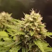 Biscotti Auto   Monkey Genetics🐒