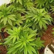 Blackberry Moonrocks