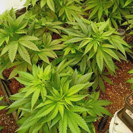 Blackberry Moonrocks