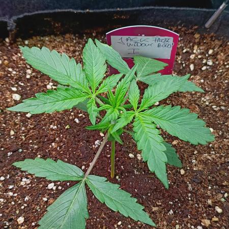 Jack Frost Widow Auto  Monkey Genetics🐒