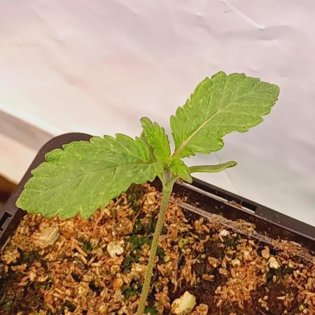 King Kush Breath V2 👑