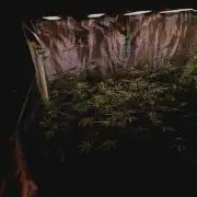 Jack Frost Widow Auto  Monkey Genetics🐒