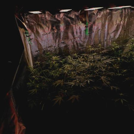 Jack Frost Widow Auto  Monkey Genetics🐒