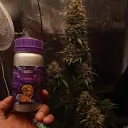 Biscotti Auto 🐒Gen. Atami Contest
