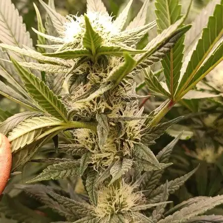 Sticky Wasabi Triploid F1🥢