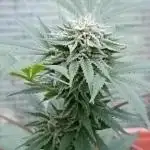 Moon Walker Kush🌚Greenhouse
