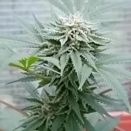 Moon Walker Kush🌚Greenhouse