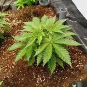 Blue Zushi🍣⛩️