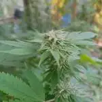 Moon Walker Kush🌚Greenhouse