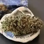 Sticky Wasabi Triploid F1🥢