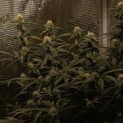 Blackberry Gas Auto Monkey Genetics🙊