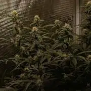 Blackberry Gas Auto Monkey Genetics🙊