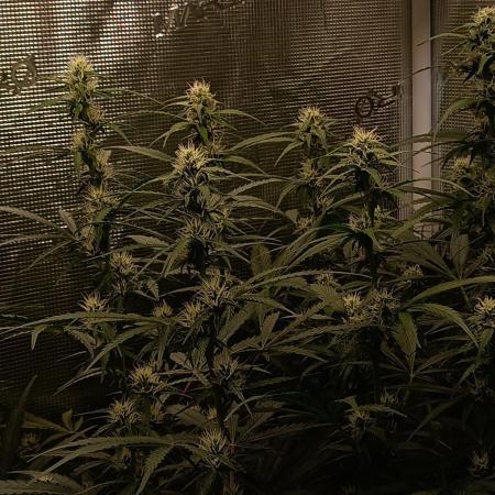 Blackberry Gas Auto Monkey Genetics🙊