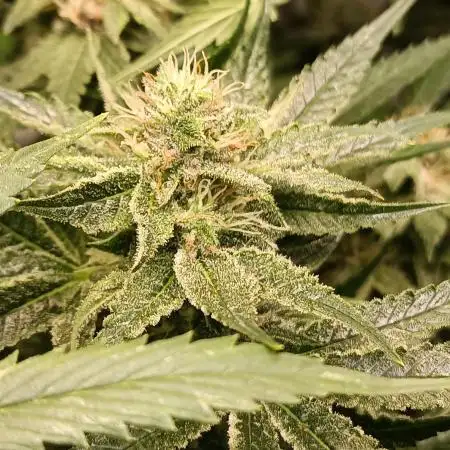 Sticky Wasabi Triploid F1🥢