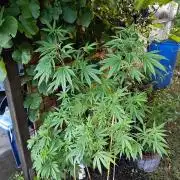 Gorila Fast 🦍 Pyramid Seeds