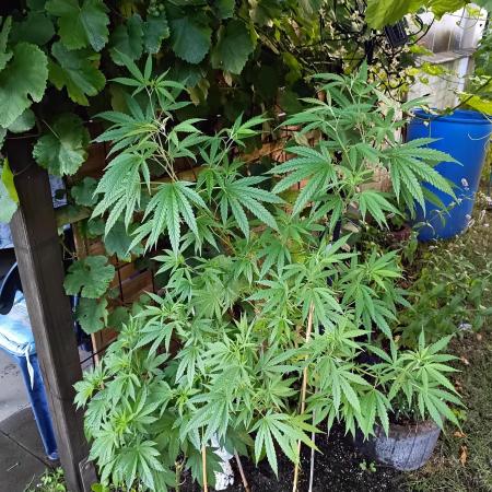 Gorila Fast 🦍 Pyramid Seeds
