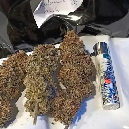 Aladdin Kush🎄
