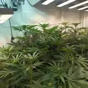 Any Day⛽️🍇🍋