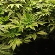 Honey Melon Kush 🍯🍉