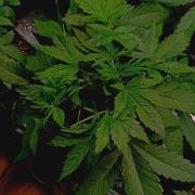 Blackberry Gas Auto Monkey Genetics🙊