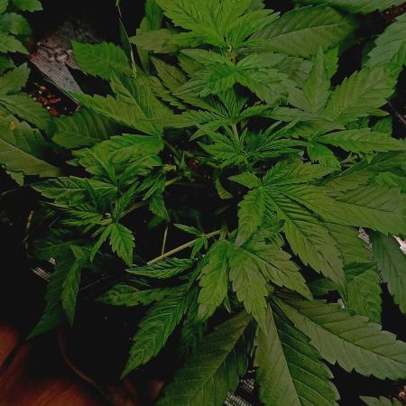 Blackberry Gas Auto Monkey Genetics🙊