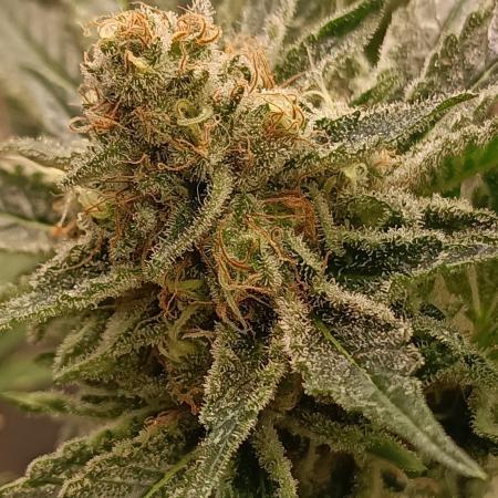 Honey Melon Kush 🍯🍉