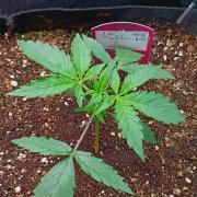 Jack Frost Widow Auto  Monkey Genetics🐒