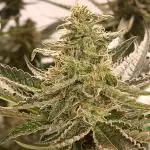 Pink Glitterbomb💣