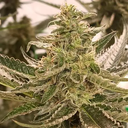 Pink Glitterbomb💣