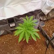 Any Day⛽️🍇🍋